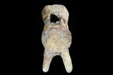 Theropod Dinosaur Vertebra - Alberta (Disposition #-) #97353-5